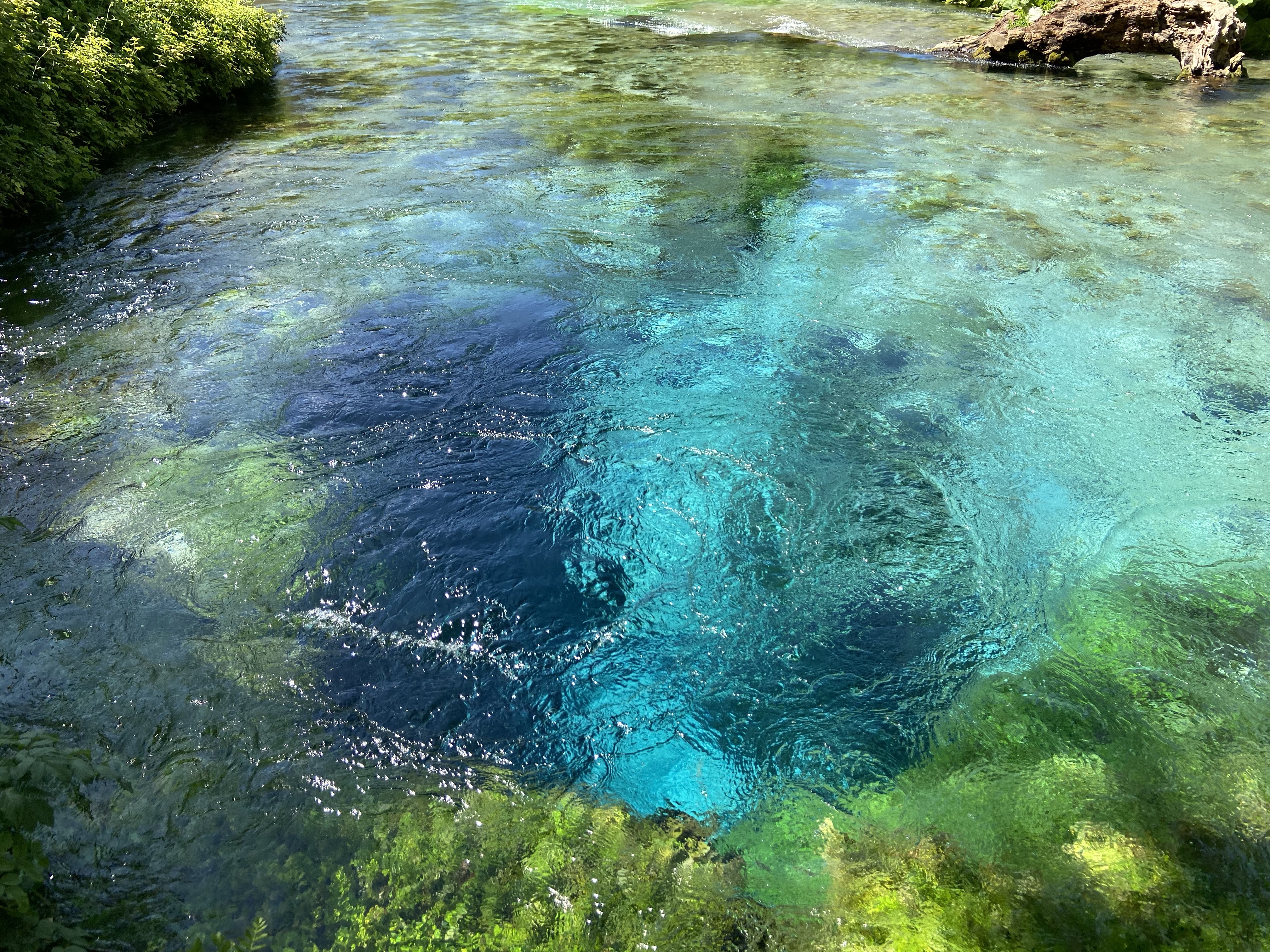 Beautiful blue water is pushed out of a large karst spring at a surprising volume, the blue contrasts against the vibrant green colour of surrounding plants. 