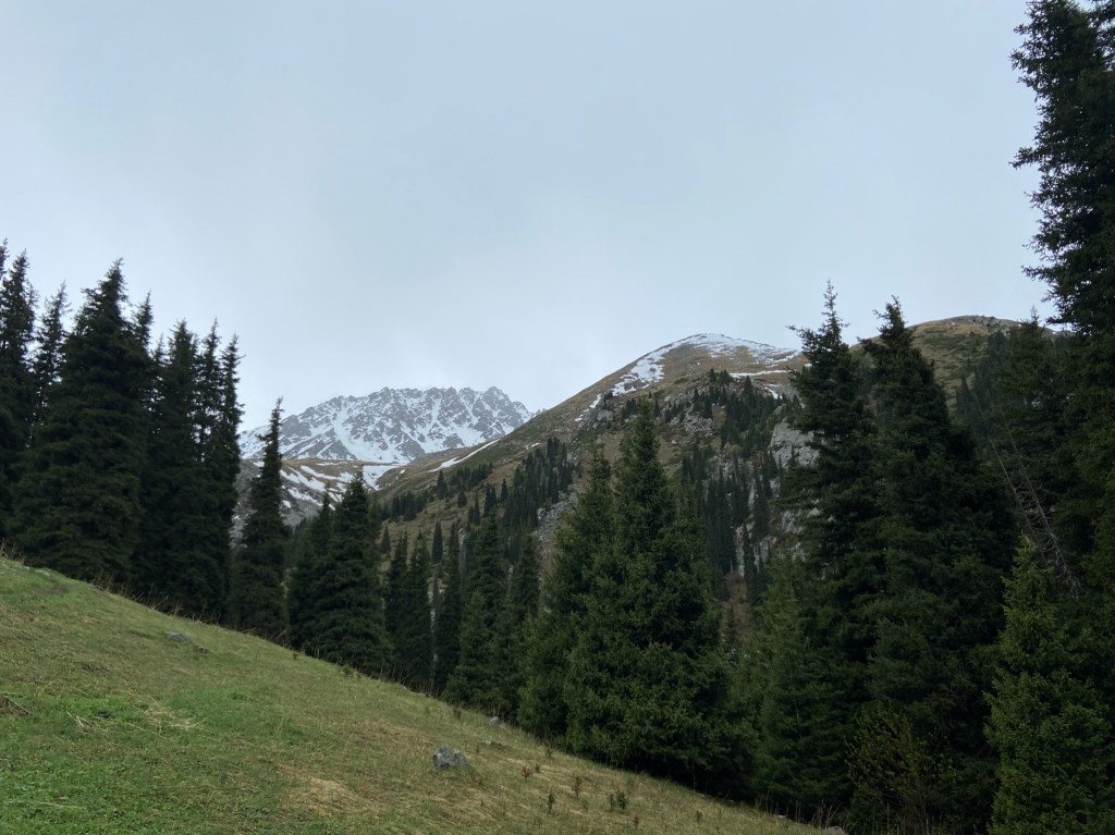 Grassy mountain in the foreground with trees in front. In the background there are more rugged and rocky mountains covered in a small amount of snow.