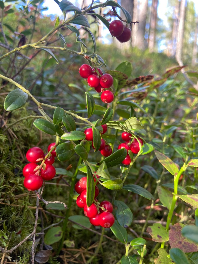 Glistening red Lingon berries in a dense cluster on the forest floor. 