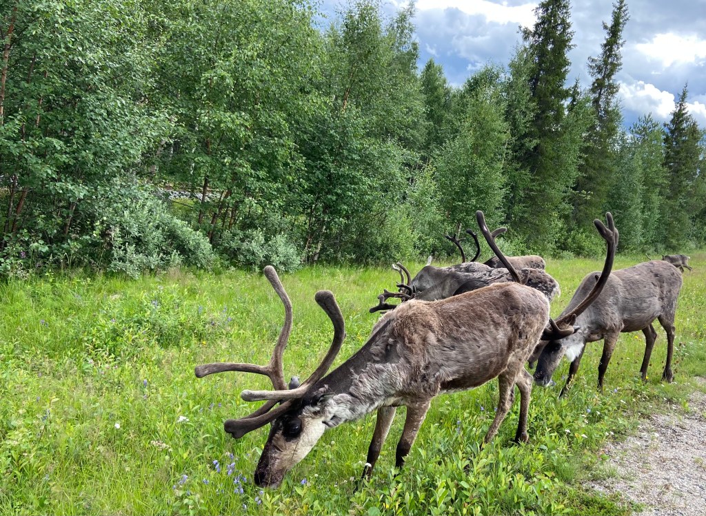 Set of five reindeer with felt like coats and massive antlers grazing on the grass at the roadside by the pine forest edge 