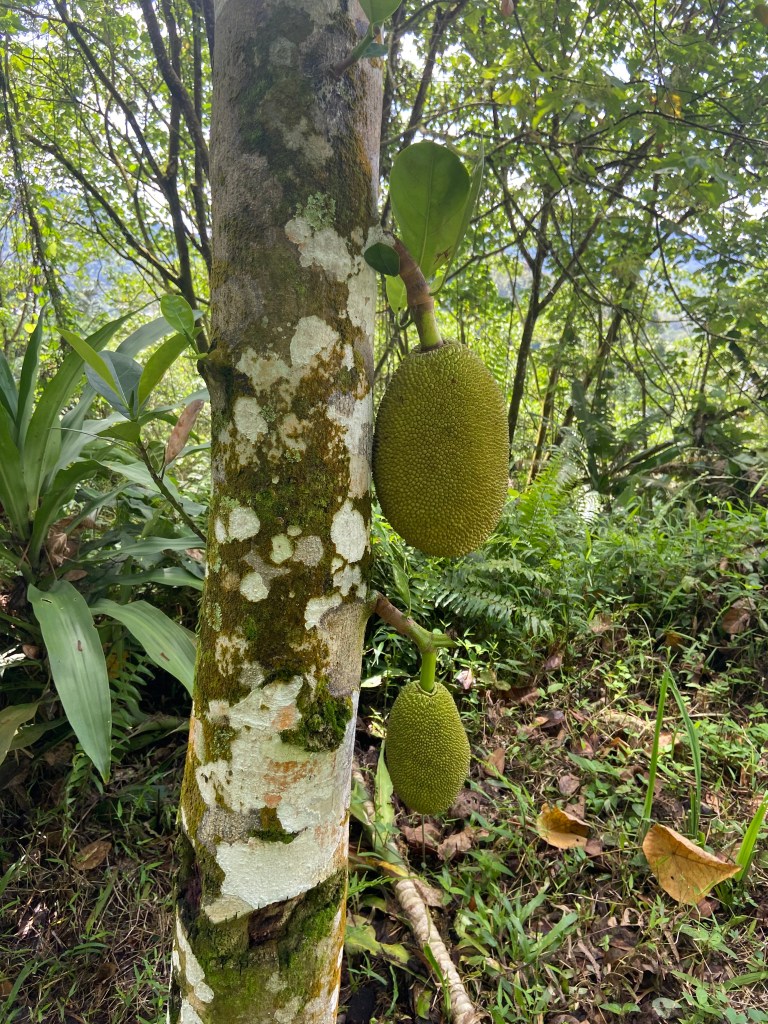 Tree trunk with bobbled, green jackfruit growing out the side of it.