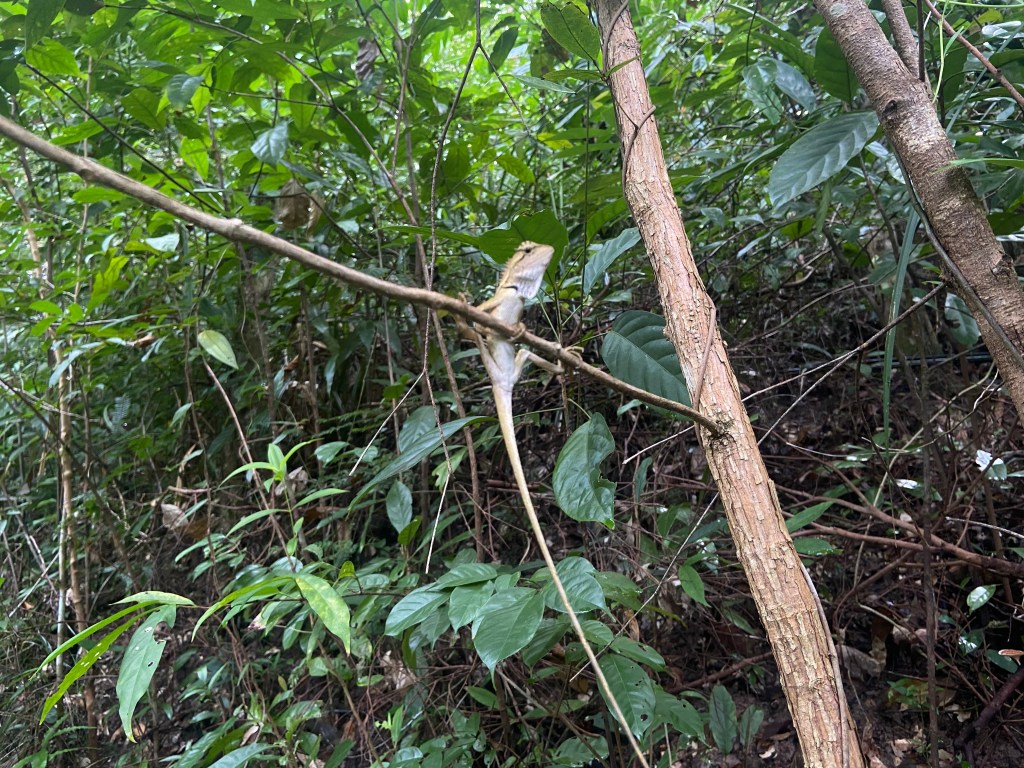 Lizard sat on horizontal tree branch set within the jungle.