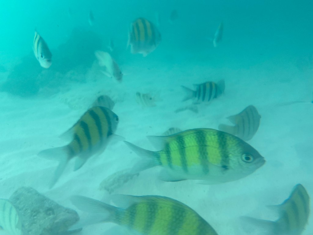 Under water photo of black and yellow fish 