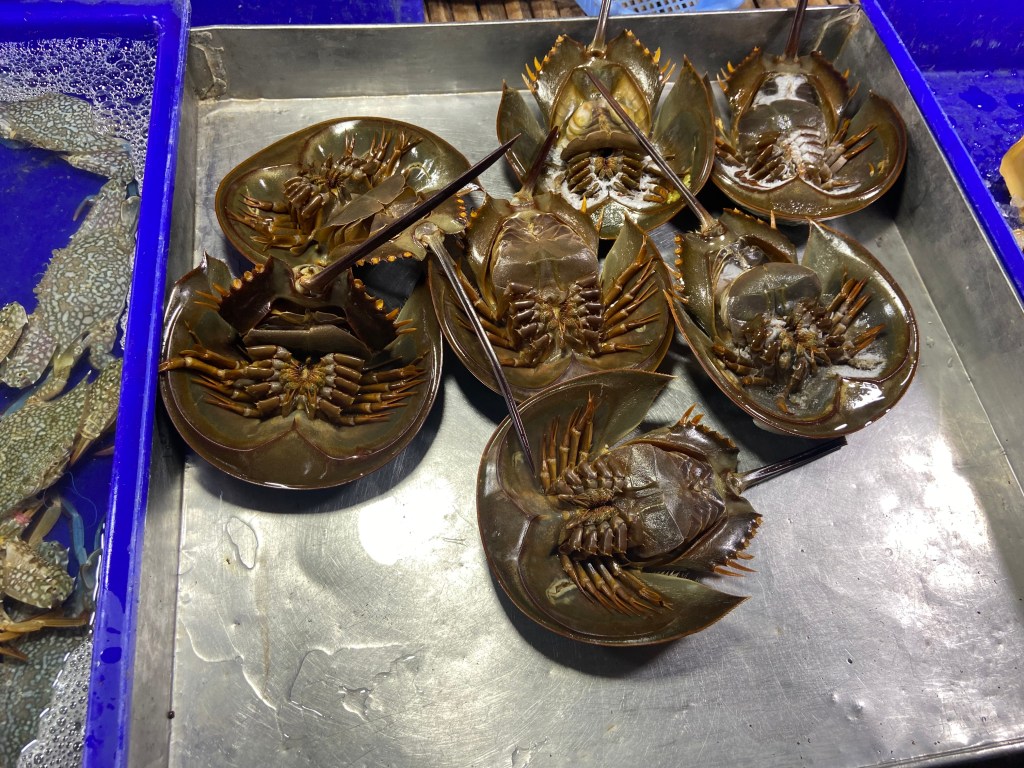 Unusual looking 'crabs' which are on the back of their shells dead in the market. They have a large circular shell and underneath they have 10 legs and a long and sharp looking tail.