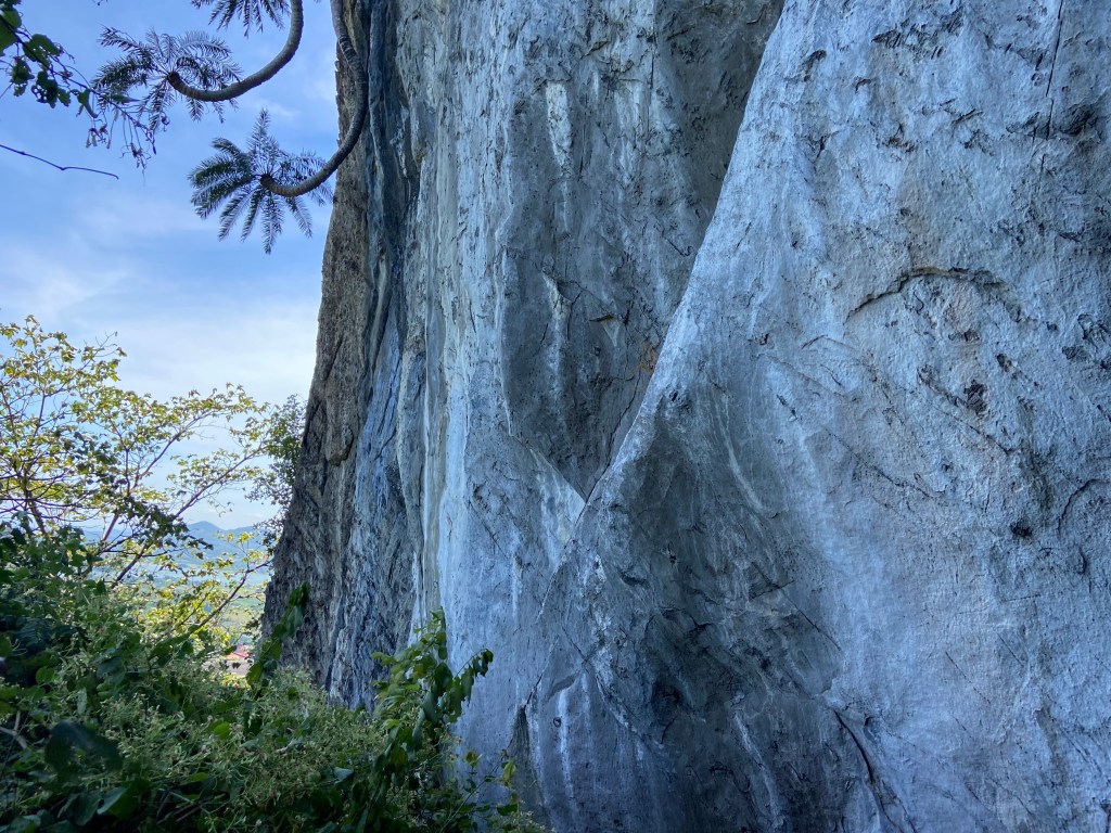 Grey and white compact cliff surrounded by forest