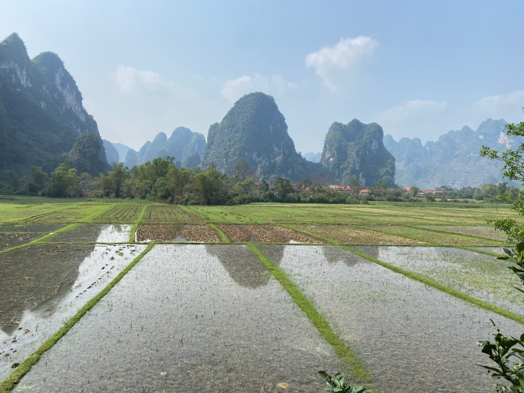 Large limestone mogotes, covered in white limestone cliffs and green vegetation rising up steeply from the flat flooded rice fields. There are many of them rising up in the distance. They are also in the reflection of the rectangular flooded rice fields.  