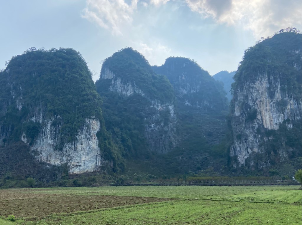 Big mogotes covered in limestone cliffs and vegetation forming a small valley behind the flat, green fields.