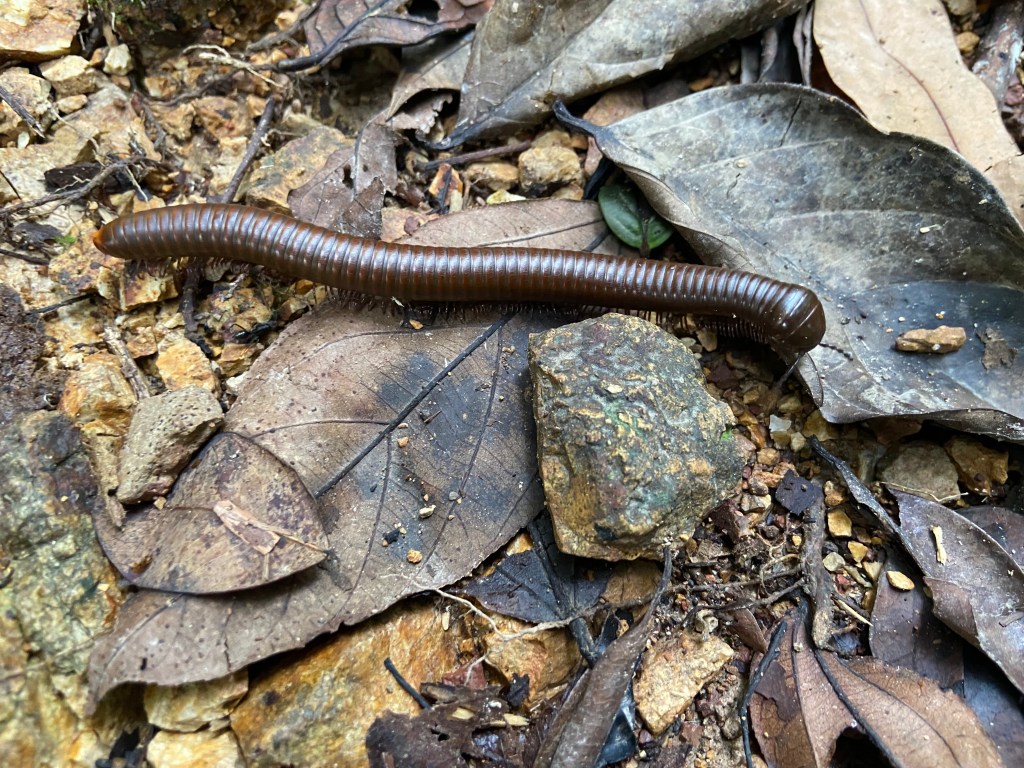 Long worm like insect with s brown harden shell and hundreds of small thin legs along grave and leaves on the floor