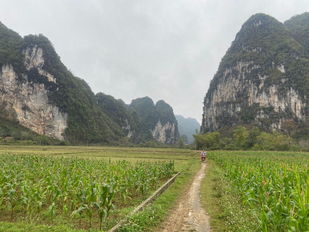 Person on a motorbike driving on the small track on the banks of the fields of corn. Behind are the tall limestone cliffs which form a valley near the VietClimb Woofstuck Homestay. 