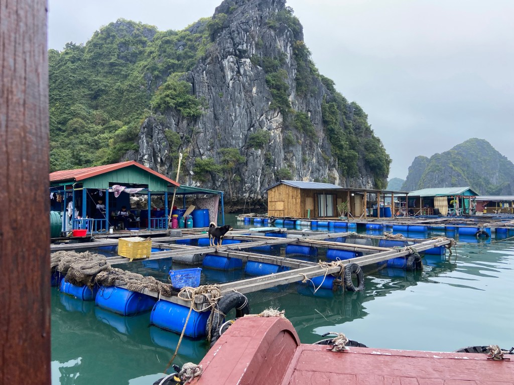 Three wooden houses built upon blue barrels floating in Lan Ha Bay. In front of each house is a fish farm built from wood with nets into the sea. On the closest house is a dog guarding its territory. Behind the houses there are the famous limestone cliffs which rise up from the water. 