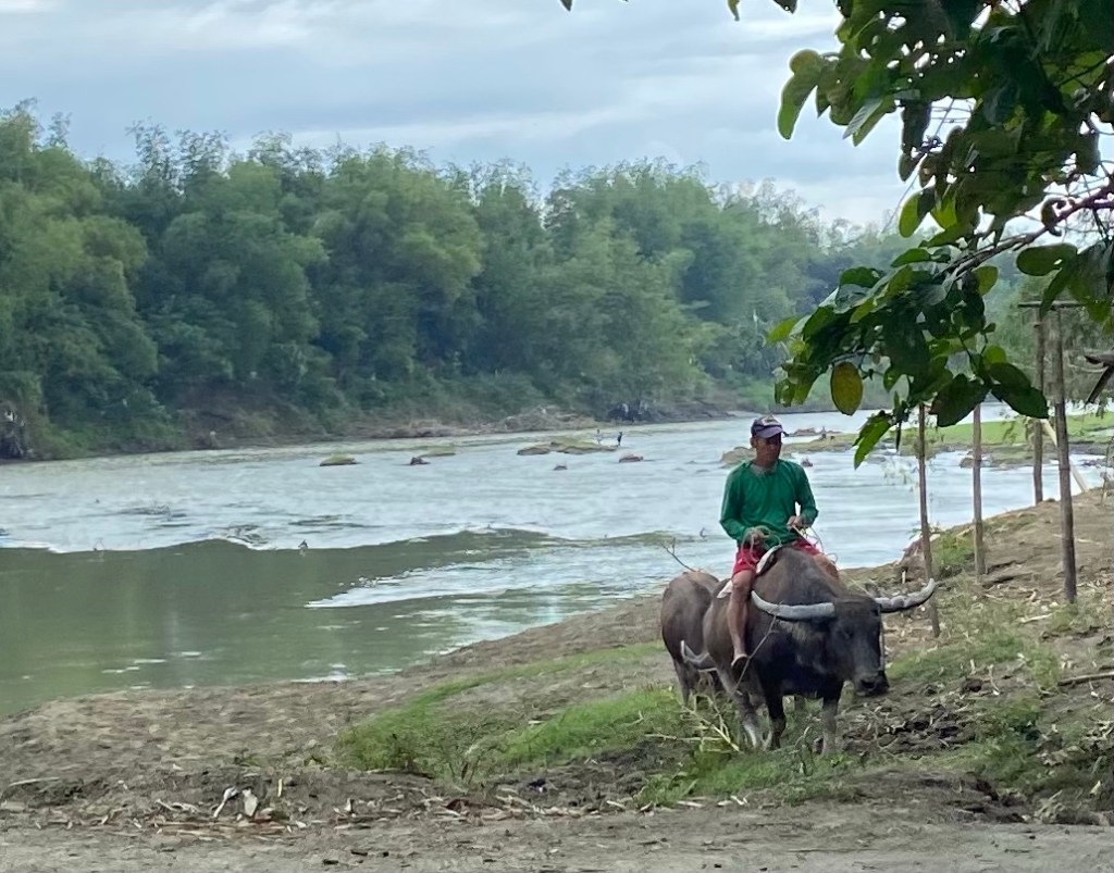 A man riding on top of a water buffalo on the river bank which is surrounded by jungle. Behind is a smaller water buffalo following. 