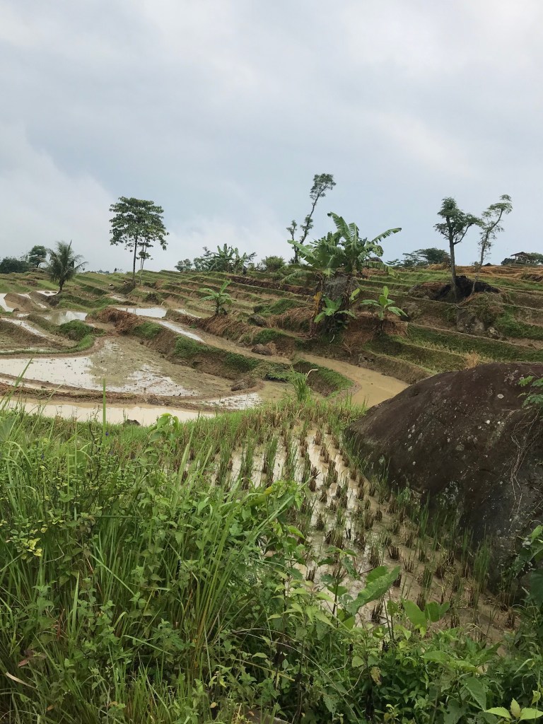 Beautiful terraced rice fields with trees, bananas and large boulders mixed among them. 