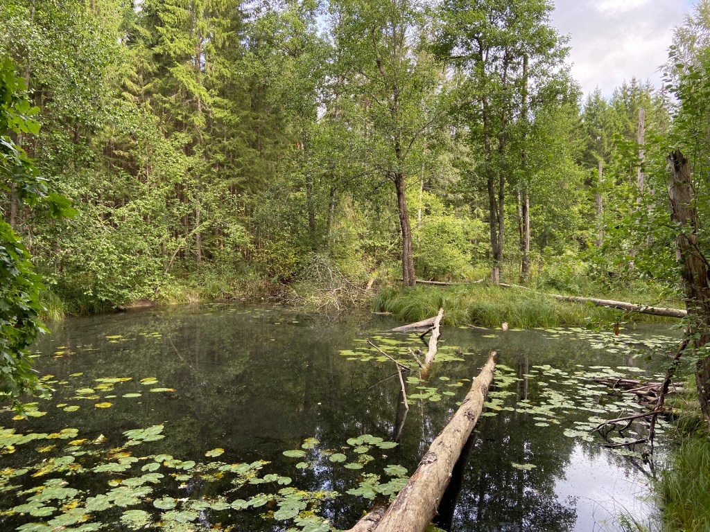 There is a river dammed by trees felled by beavers. There are lillypads floating in the water and is surrounded by trees 
