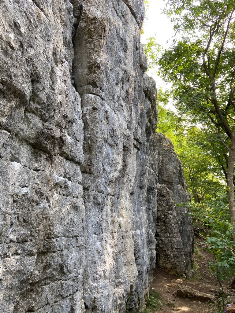 Featured white limestone wall set within a forest with horizontal and vertical cracks and pockets which are all across the wall. 