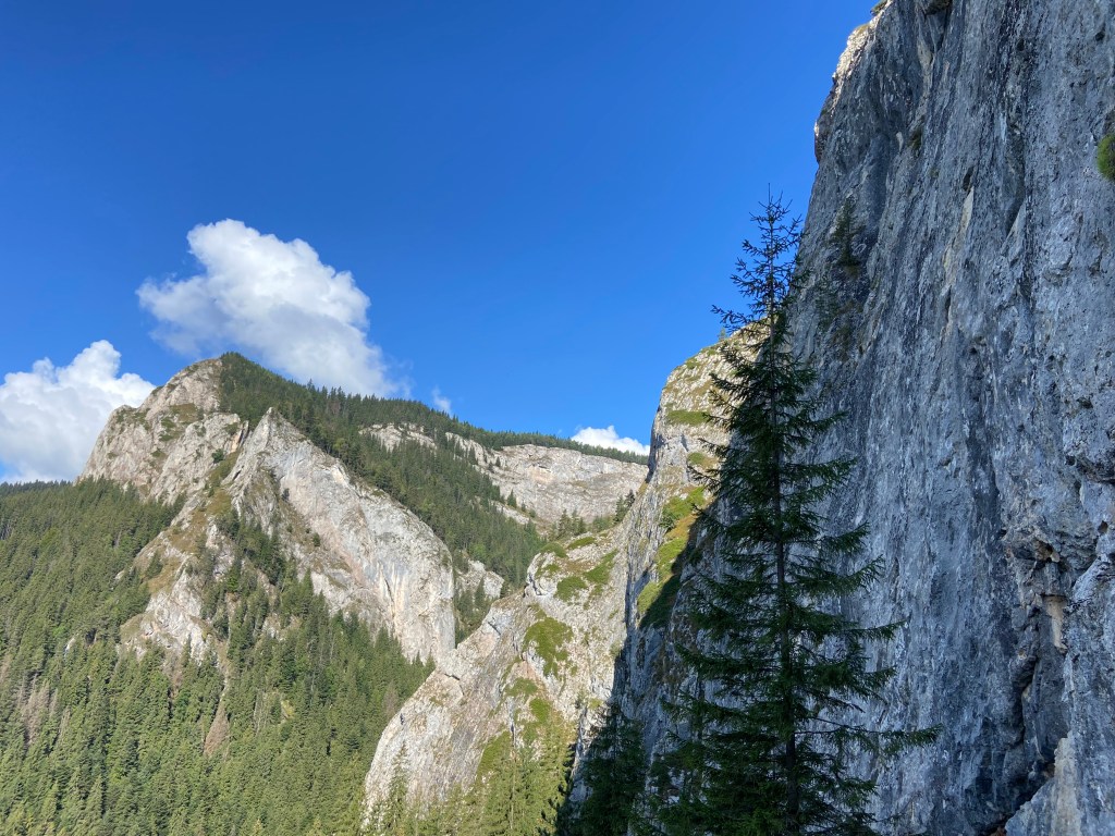 Large sectors of white limestone rock spread out over the forest along the hillside