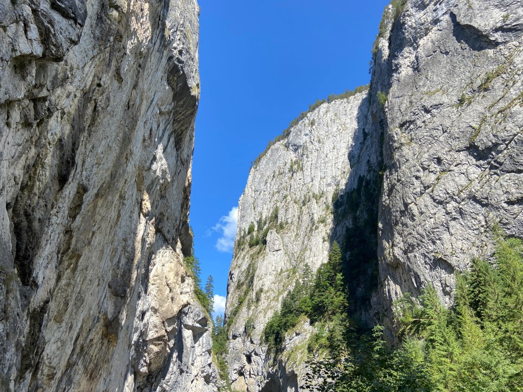 Narrow gorge with steep limestone walls with a handful of trees growing on the rock and at the top of the crag. 