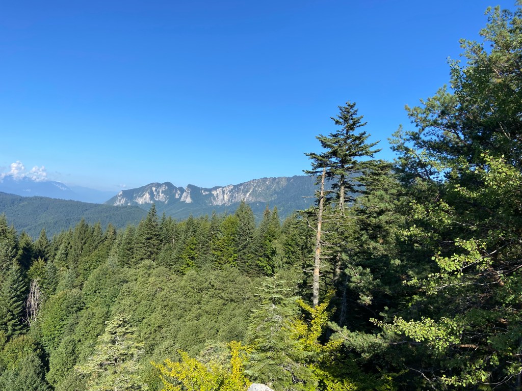 View over the top of a dense pine forest towards a stark white limestone band of cliffs in the distance