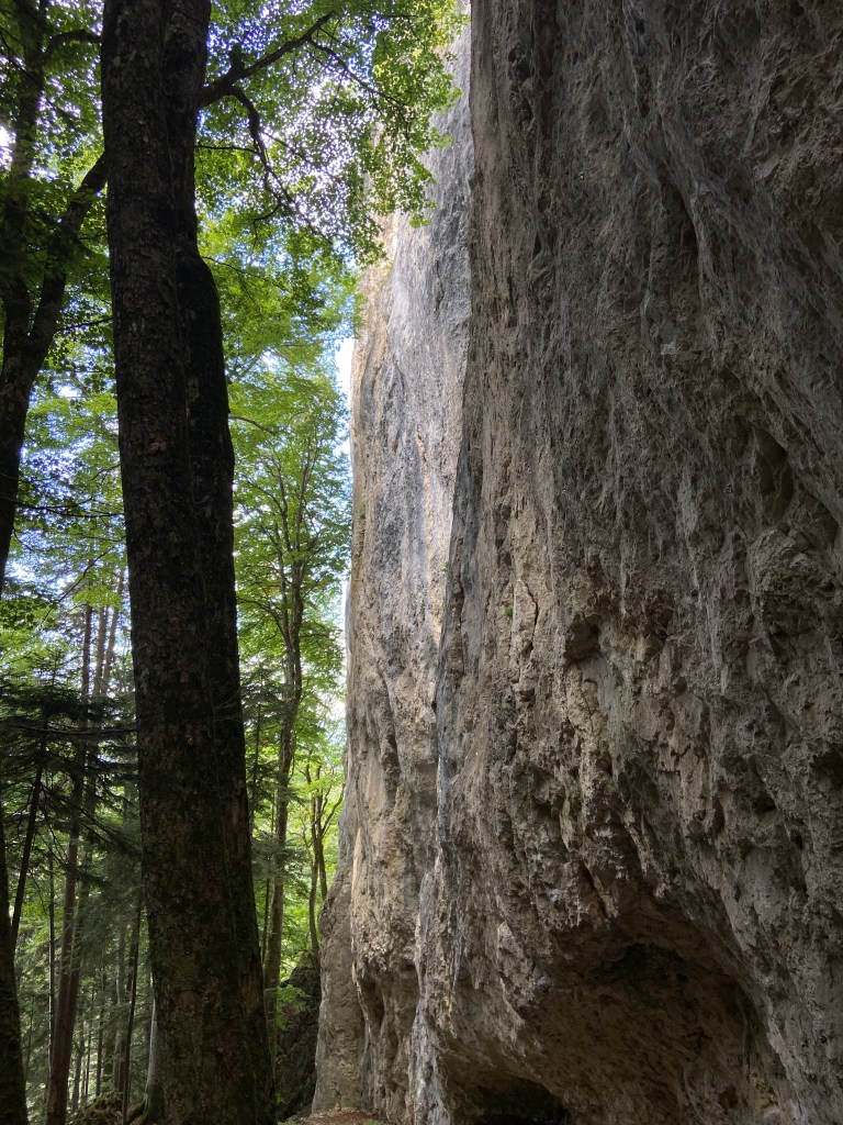 Grey and white limestone wall with many features set in the shade of a beech forest. 