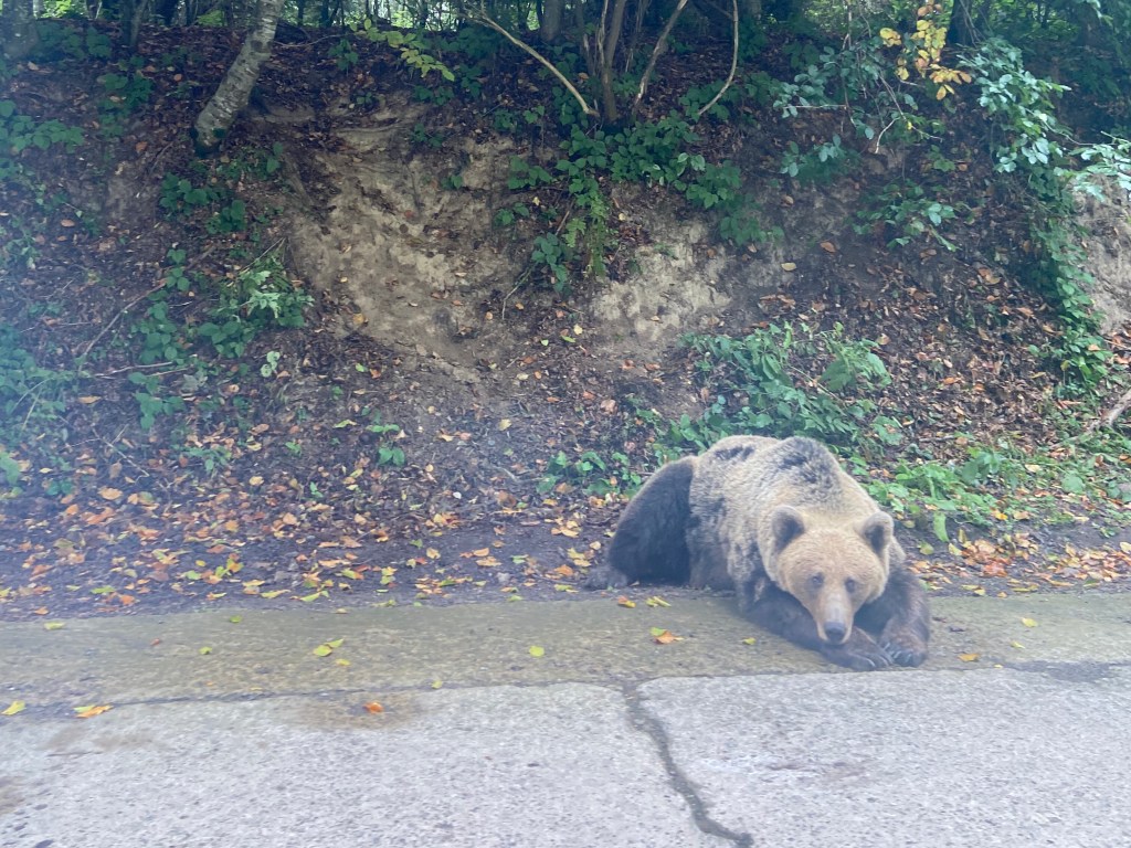 Eurasian brown bear lying down  with its head on its arms on the side of the road by the forest. 