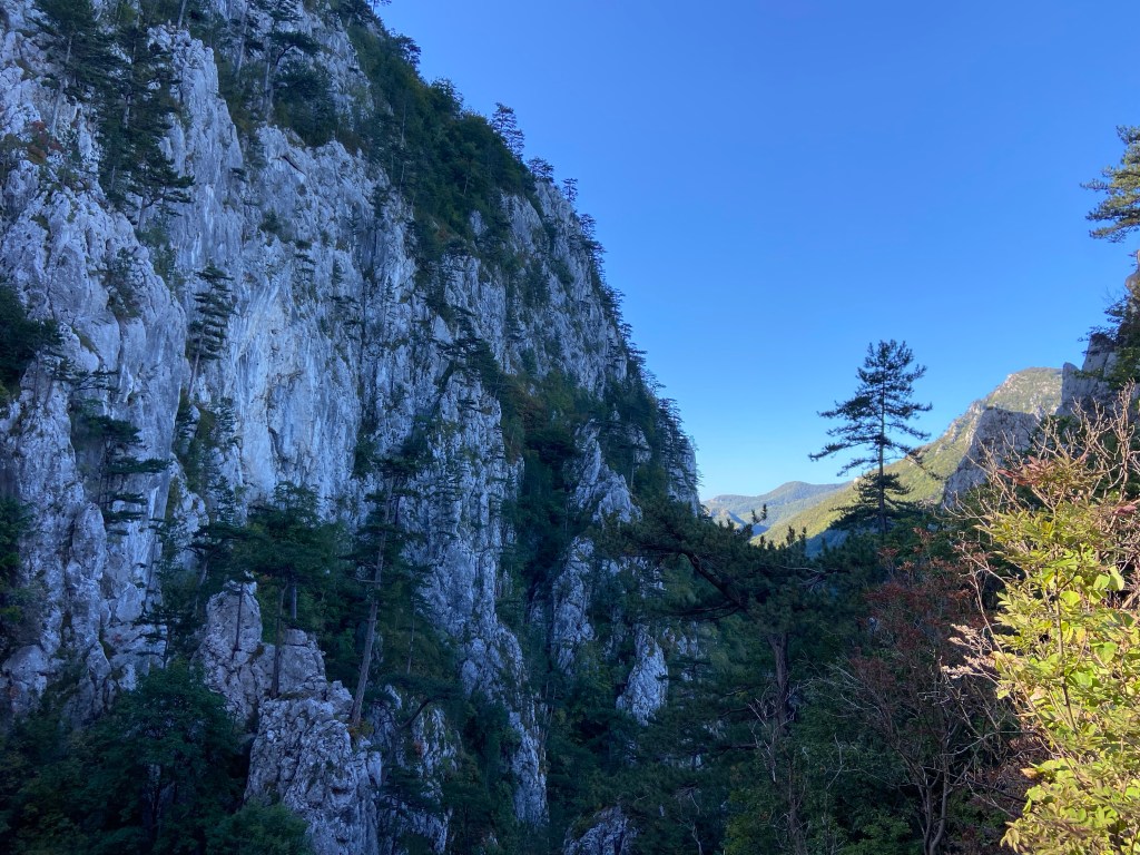 Broken white limestone hosting black Banat pine trees over every ledge and crack. 