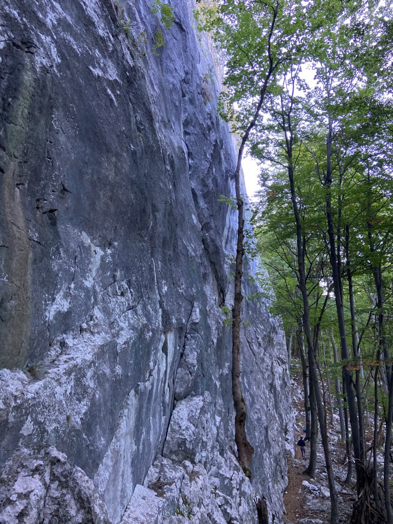 A dark grey and compact vertical cliff which lies within the darkness of a deciduous forest. 
