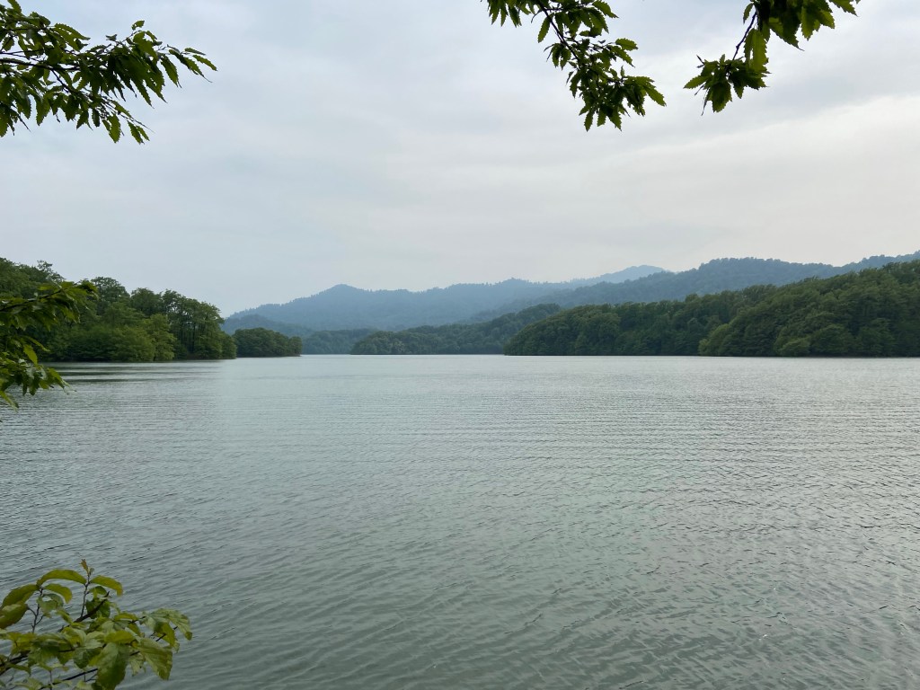 A lake surrounded by lush green trees 