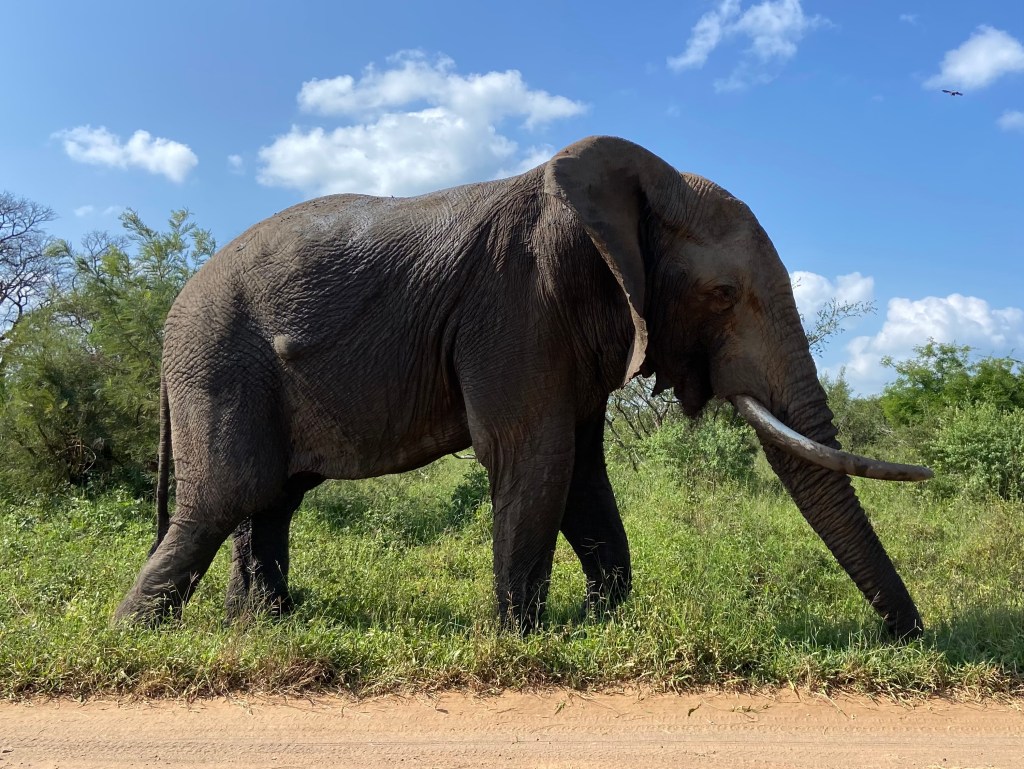 Large bull elephant gently walking along the side of a dirt track.  