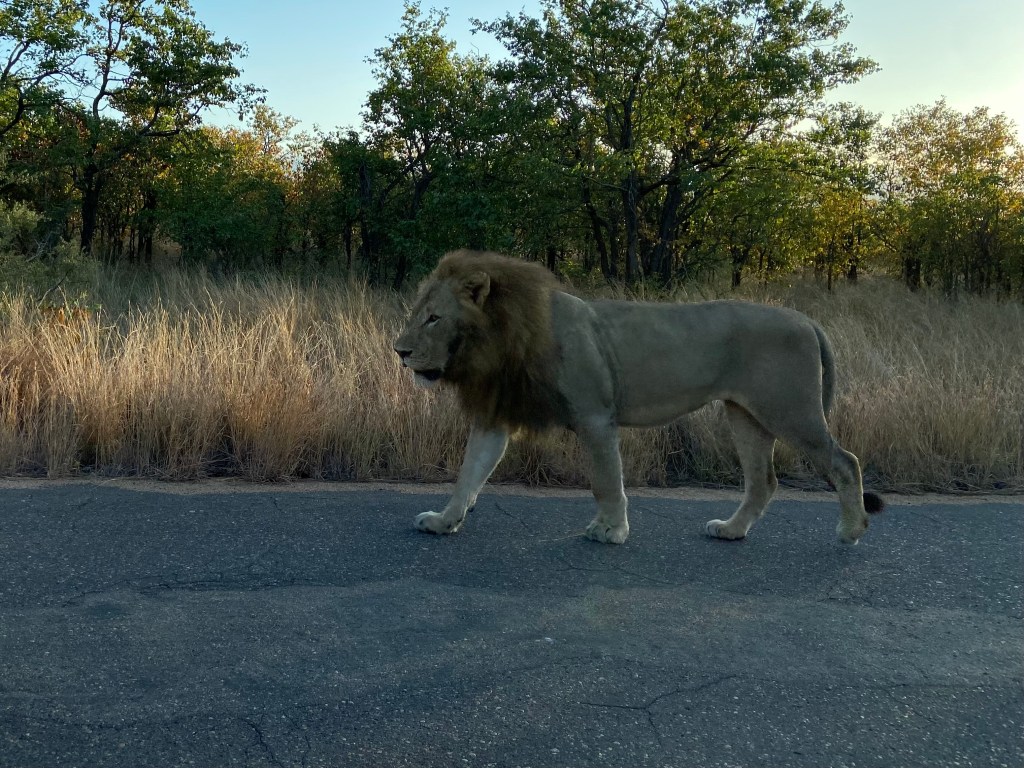 Lion strolling along the roadside by the bush.