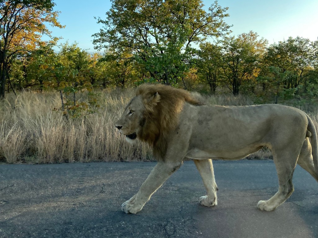 Lion walking along the roadside in the African bush.