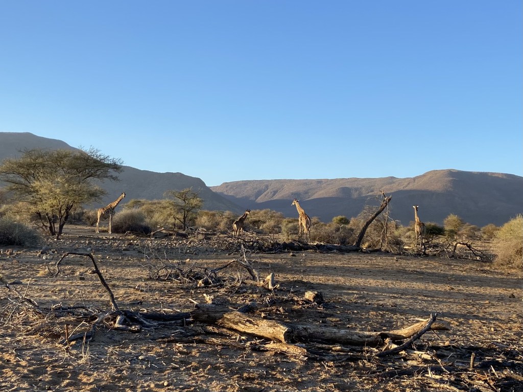 A herd of giraffes among the bush and tall trees with vegetated hills in the background.