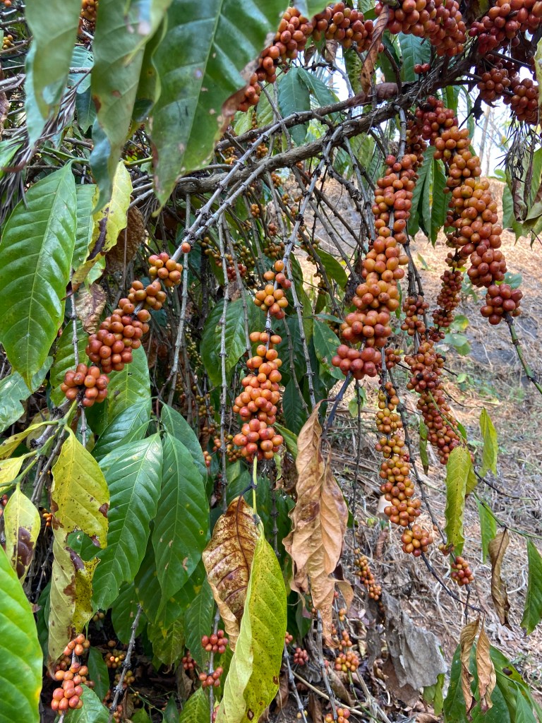 Red and yellow coffee beans laden on a coffee bush with large green leaves.