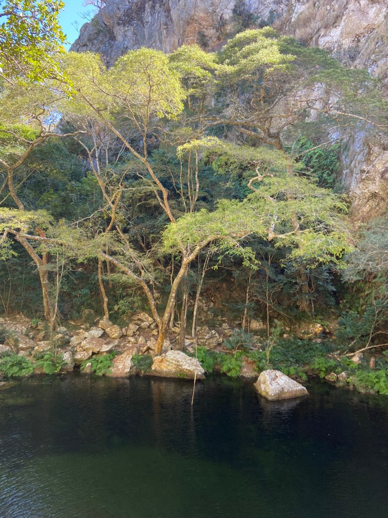 A steep rocky hillside and lush forest on the edge of a large pool of water. 