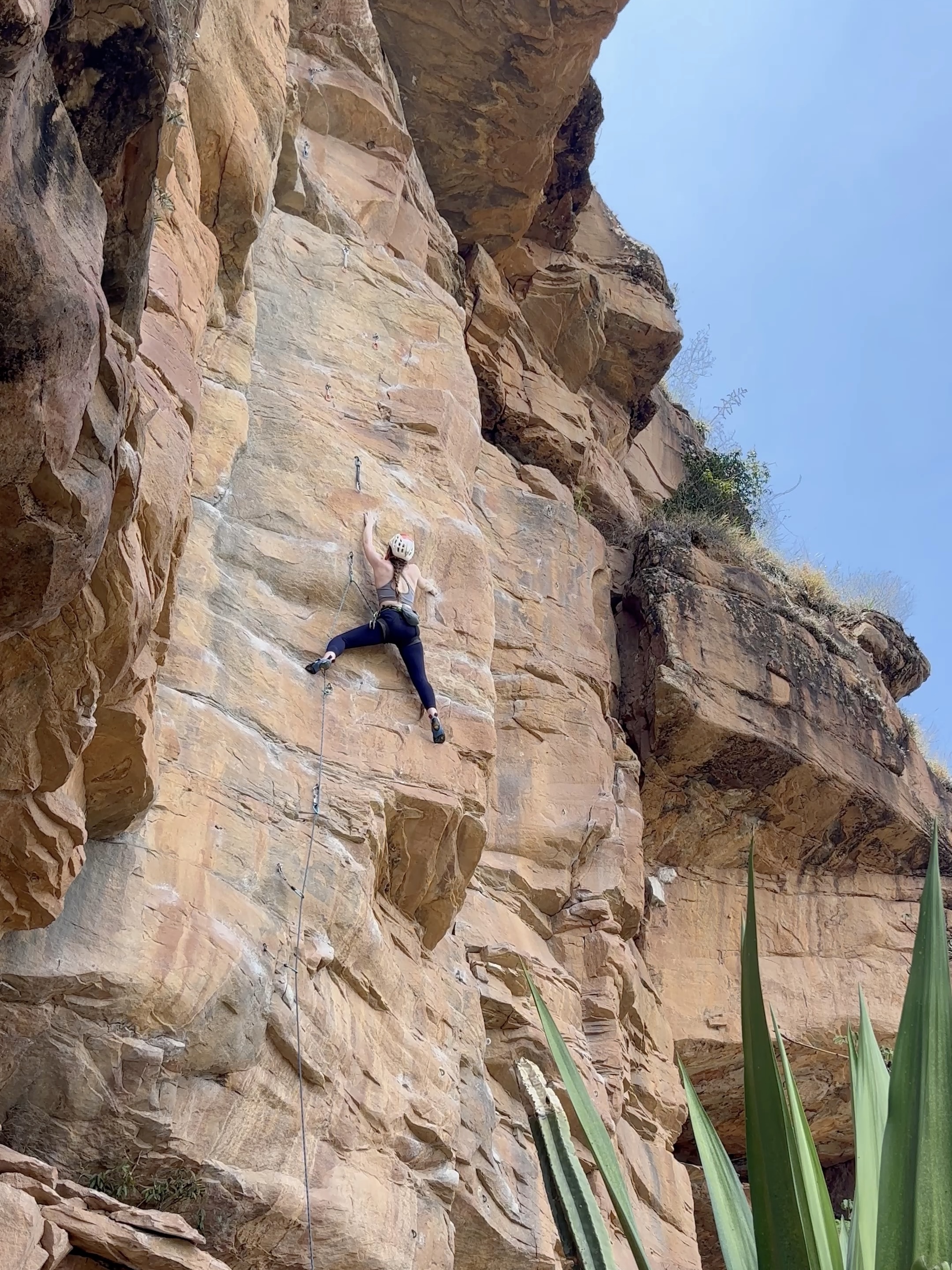 Climber on a crimpy orange sandstone wall with lush green agave plant below. 