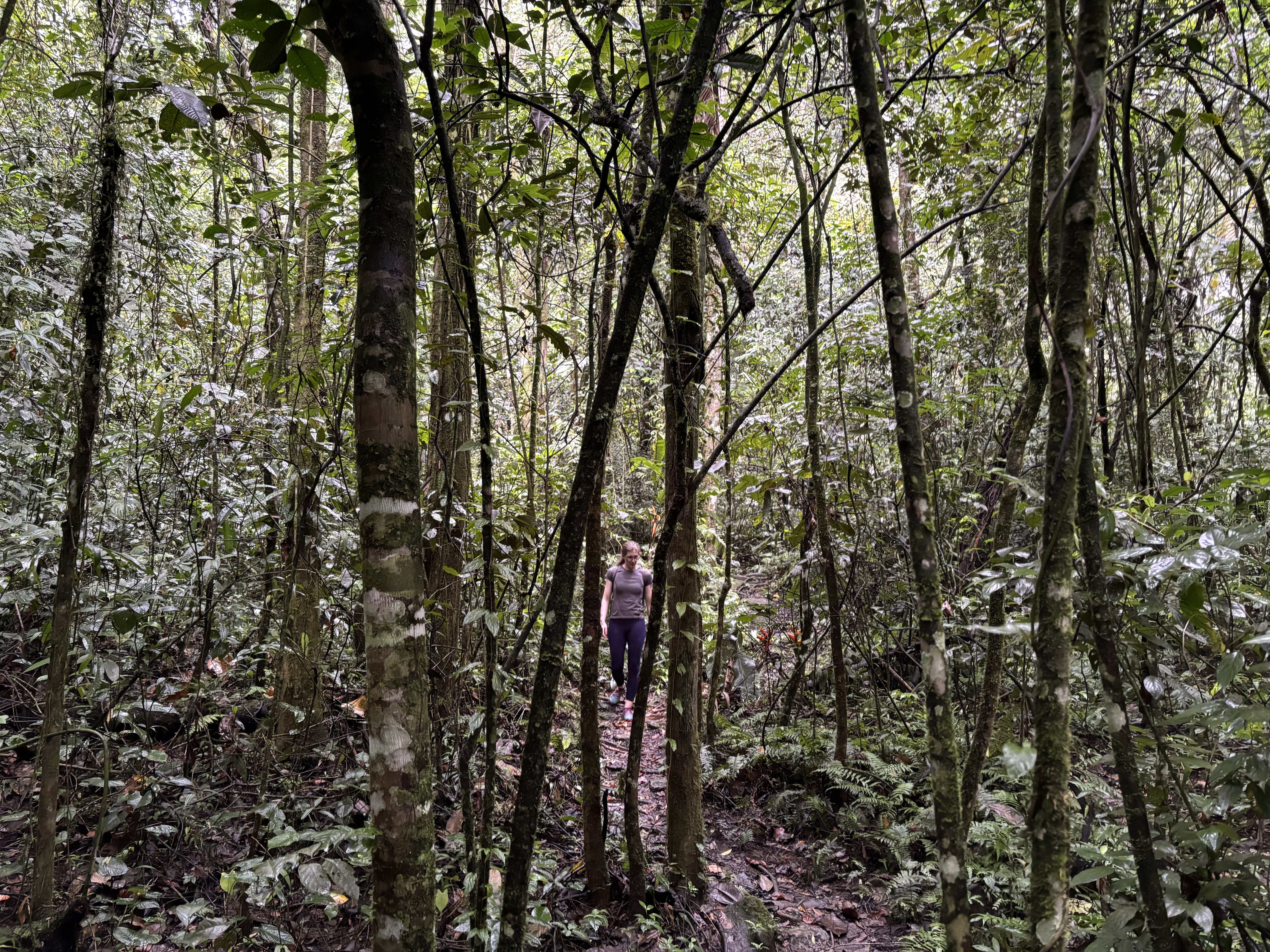 Person walking on narrow footpath through the dense and lush green jungle.
