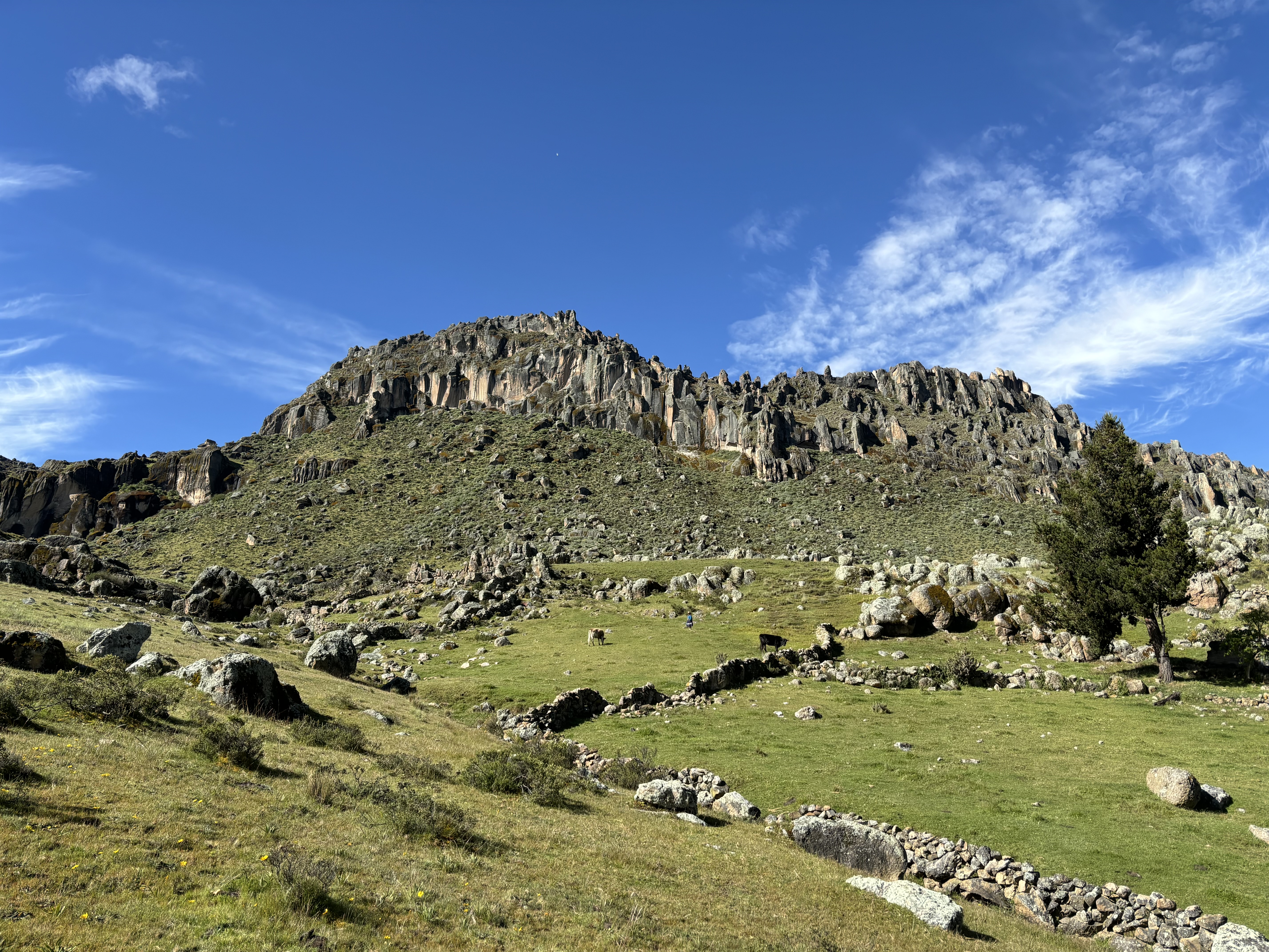 Cliff band set on the top of the grassy hillside with cattle grazing among the old dry stone walls. 