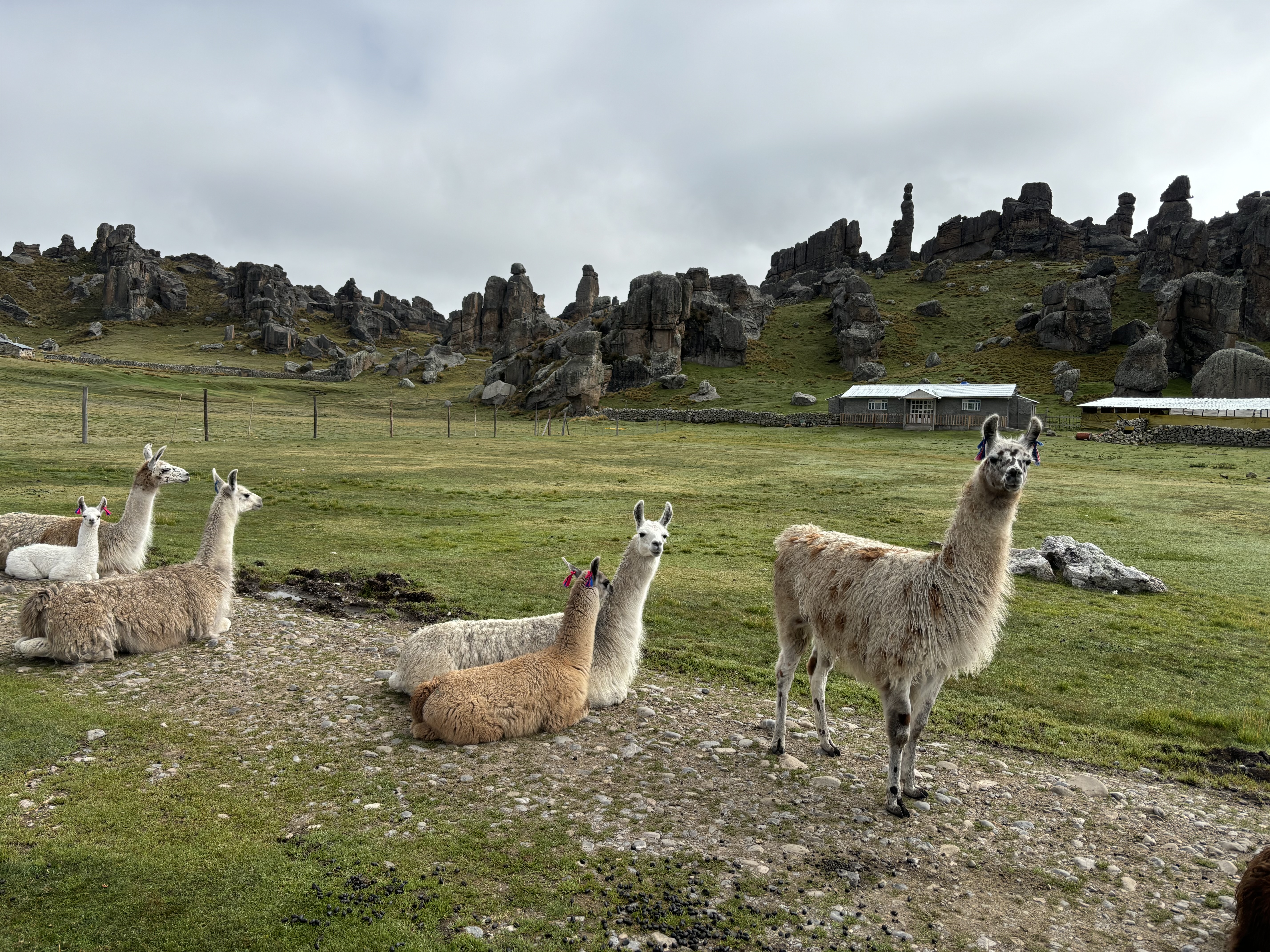 Herd of alpacas with traditional decorative tassels on their ears standing in front of the rock formations of the stone forest of Huayllay.