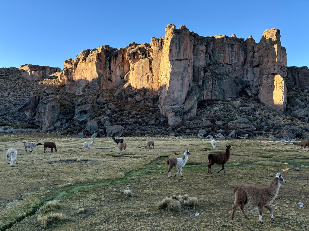 A small herd of different coloured llamas in front of a tall volcanic rock cliff.