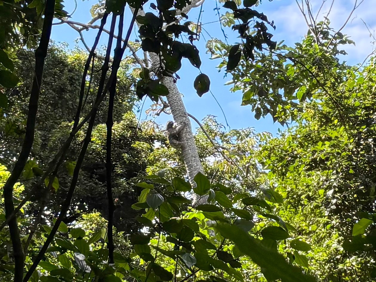 Sloth climbing down a tall tree trunk surrounded by lush green forest.