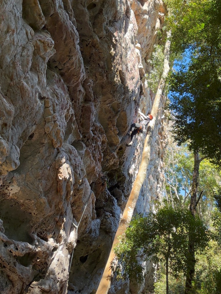 Climber laybacking up a steep cliff next to a tall tree. 