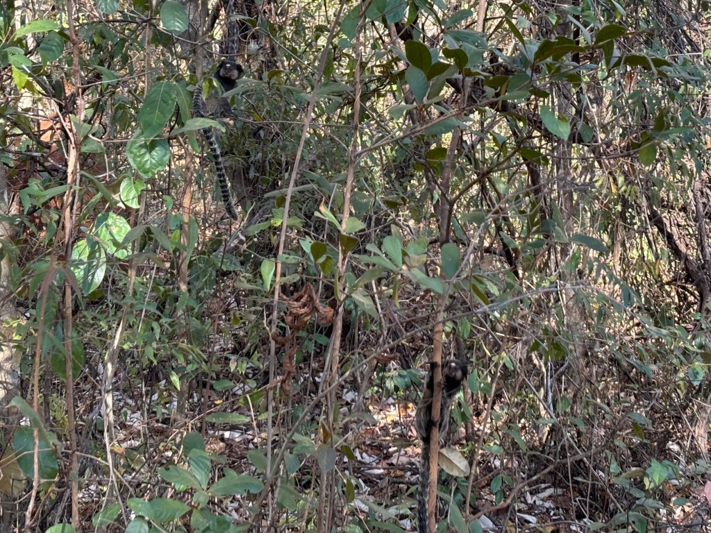 Small black-tufted marmosets clinging on to the bushy undergrowth of the forest.