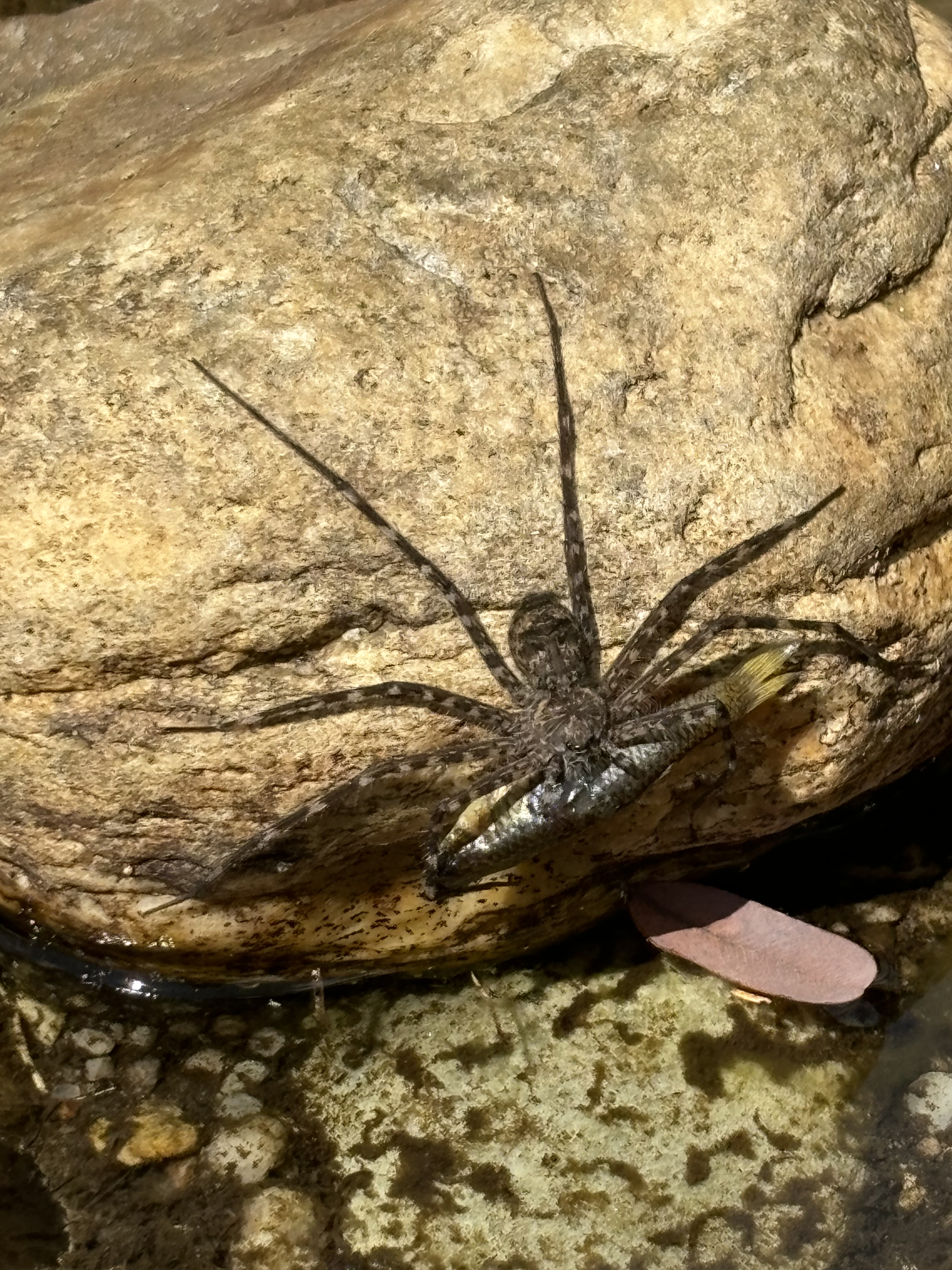 A scary looking spider sinking its teeth into a fish on a rock by the riverside.